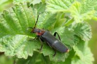 Cantharis fusca