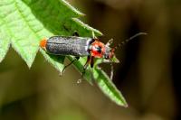 Cantharis rustica