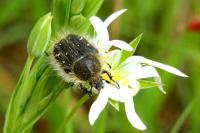 Tropinota hirta