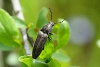 Cidnopus pilosus