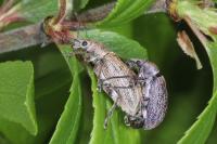 Phyllobius pyri