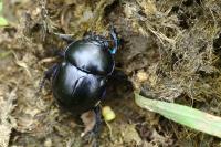 Trypocopris vernalis