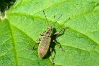 Phyllobius pomaceus