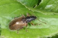 Phyllobius oblongus