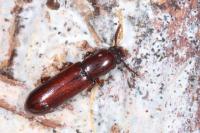 Corticeus unicolor
