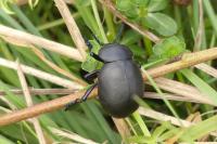 Timarcha tenebricosa