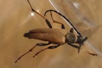 Stictoleptura rubra