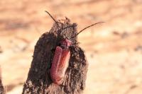 Pyrrhidium sanguineum
