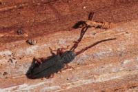 Uleiota planatus