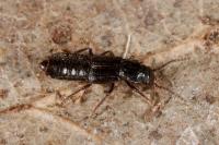 Coprophilus striatulus