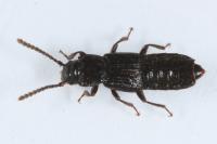 Coprophilus striatulus