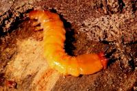 Pyrochroa coccinea