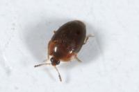 Sericoderus