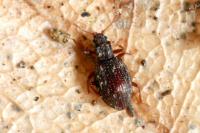 Stephostethus angusticollis