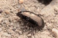 Amara aenea