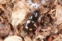 Glischrochilus quadrisignatus