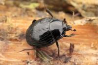 Margarinotus marginatus