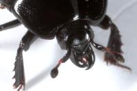 Margarinotus marginatus