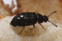 Proteinus brachypterus