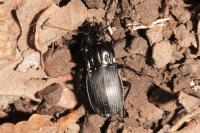Abax parallelepipedus