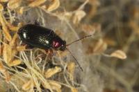 Crepidodera aurata