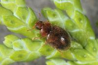 Rhyzobius chrysomeloides