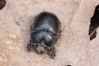 Anoplotrupes stercorosus