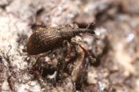 Trichopterapion holosericeum