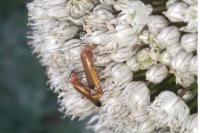 Rhagonycha fulva