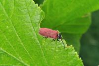 Pyropterus nigroruber