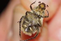 Trichius gallicus