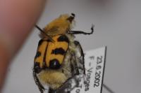 Trichius gallicus