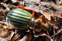 Carabus auronitens