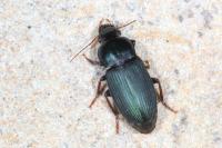 Harpalus honestus