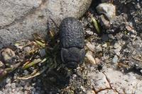 Opatrum sabulosum