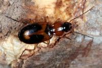Badister bullatus
