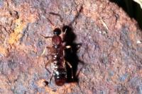 Drusilla canaliculata