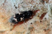 Glischrochilus quadriguttatus