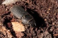 Dorcus parallelipipedus