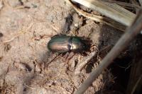 Harpalus cupreus