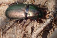Harpalus cupreus