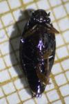 Gyrinus substriatus