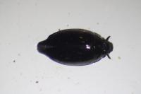 Gyrinus substriatus