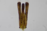 Gyrinus substriatus