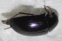 Hydrobius fuscipes