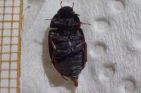 Hydrobius fuscipes