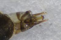 Hydrobius fuscipes
