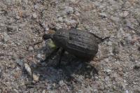 Minyops carinatus