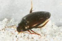 Agabus bipustulatus
