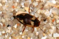 Hydroporus palustris